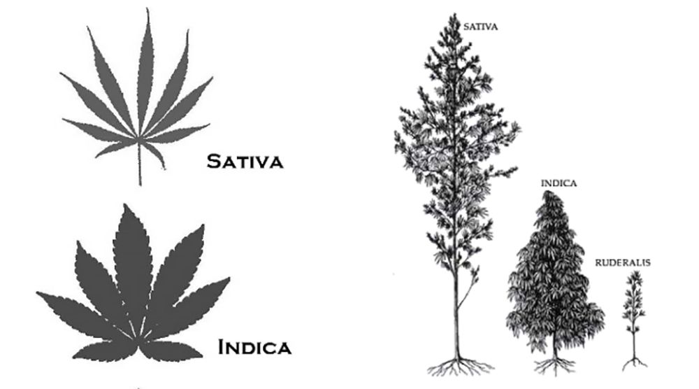 sativa, indica, kannabisz, marihuána, fű, kender, kendernövény, vadkender, kief, tetrahidrokannabinol 